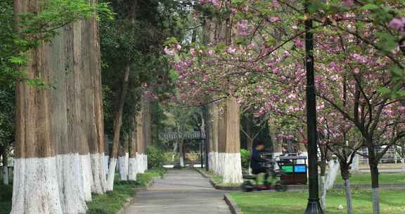 春天大学校园 东吴大学苏州大学