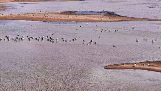 中国西藏拉萨纳木错海鸥飞鸟生态环境