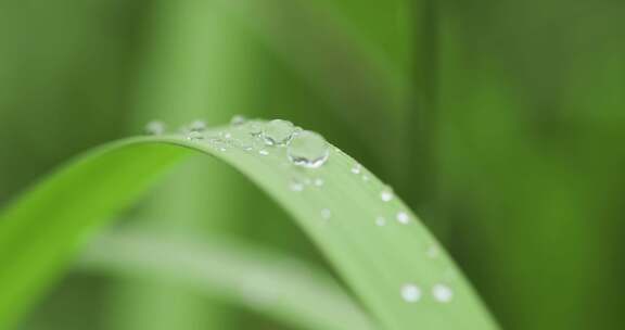 绿植叶子上的露珠水珠雨珠特写