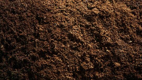 种子发芽破土而出茁壮成长延时