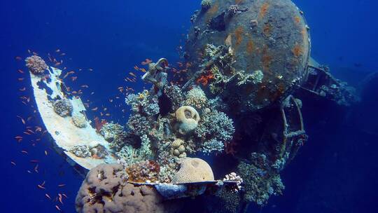 水下沉船上生长的鱼类和珊瑚视频素材模板下载