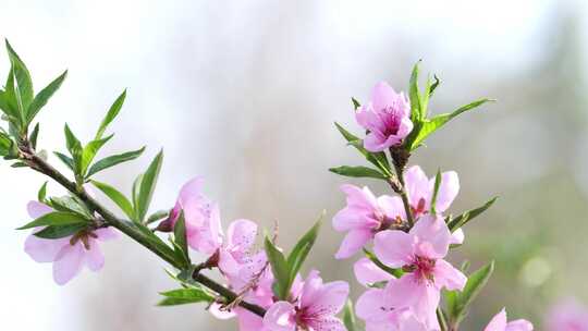 合集桃花春天开花