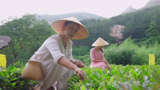 茶叶-茶园茶田-采茶喝茶