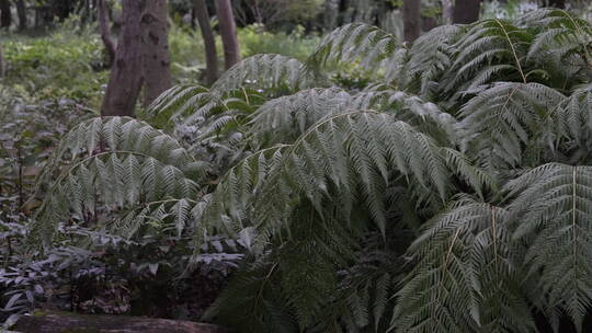 蕨类植物视频素材模板下载