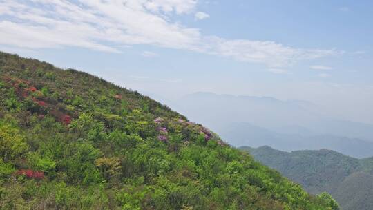 杭州余杭鸬鸟山杜鹃花延时