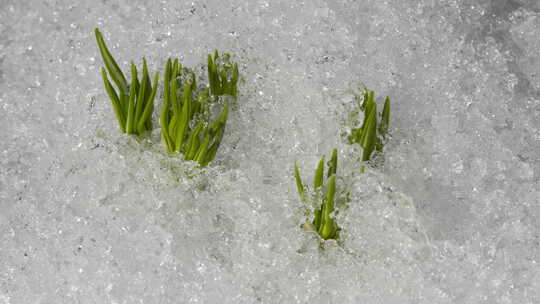 冰雪融化 植物生长视频素材模板下载