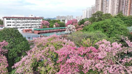 中国广东省广州市天河区华南师范大学异木棉