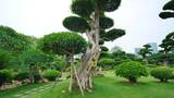 公园景观树造型修剪园林艺术园艺雕塑植物园高清在线视频素材下载