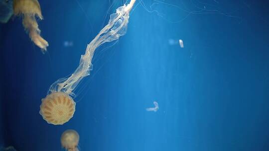 水族馆里游动的水母
