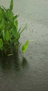 （慢镜）下雨天雨水落在湖面上水草摇曳