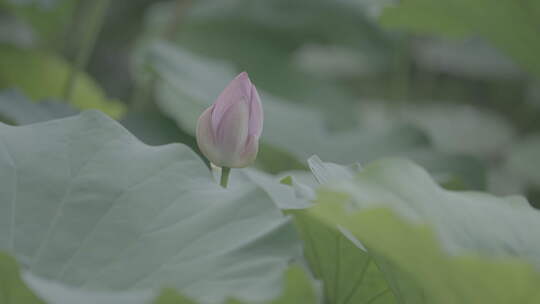 含苞待放的荷花