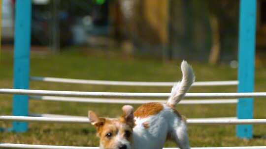 小狗奔跑跨越障碍