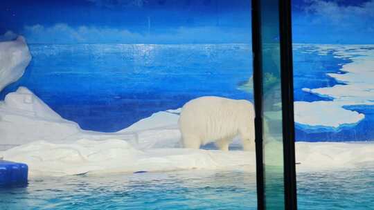 【合集】海洋馆北极熊视频素材模板下载