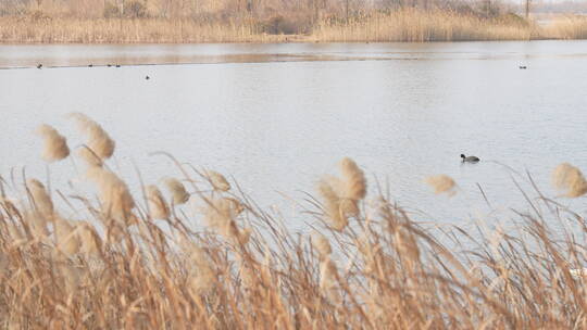 中国华北平原城市湿地秋冬湖景自然风光慢镜
