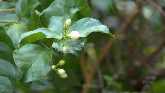 白色茉莉花的花蕾