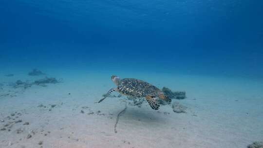 海龟，海洋，海洋生物，水下