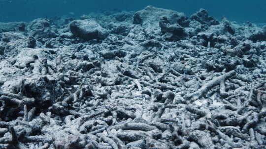 热带海的死珊瑚礁