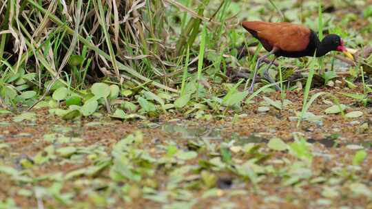 在湿地漂浮植被上寻找食物的瓦状雅克纳鸟