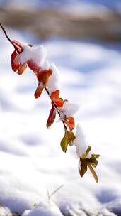 4K竖屏花草植物素材——积雪树叶（原声）