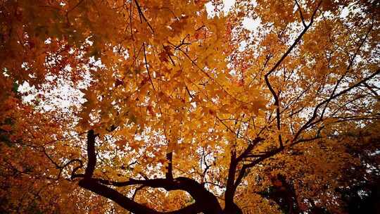 秋日枫树金黄树叶景象