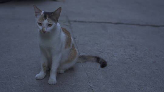 黄昏的野猫