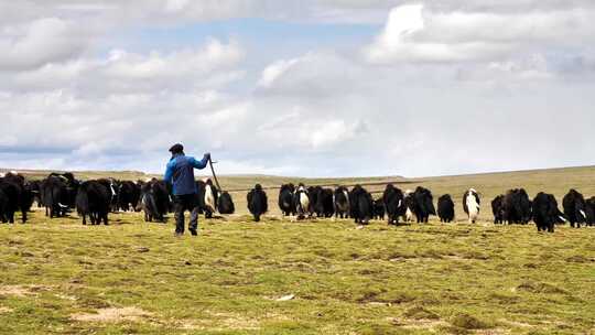 西藏放牧牦牛群挤奶
