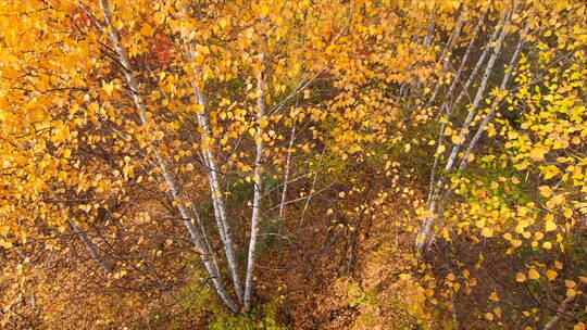秋季金黄色的树林和落叶 高处俯拍 4k