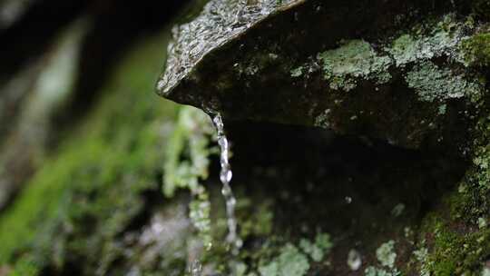 岩石苔藓上缓缓流淌着水滴的特写画面