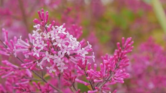 粉色的丁香花