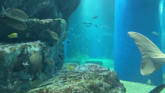 日本海鱼水族馆