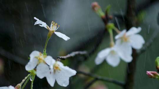 春天雨天雨滴樱花升格空镜