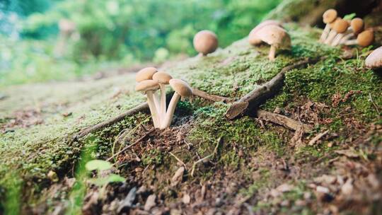 森林里的蘑菇特写