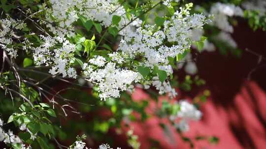 红墙丁香花