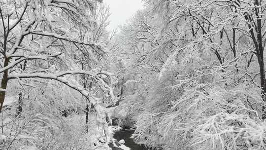 视觉冲击雪后溪水森林