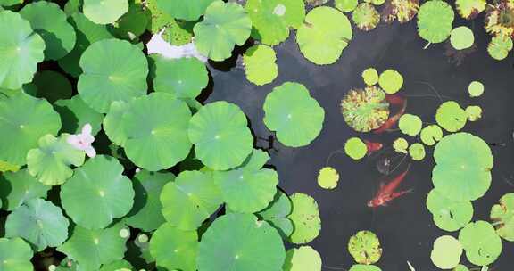 荷花池和锦鲤航拍