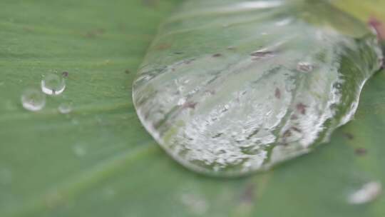 水滴荷叶升格微距