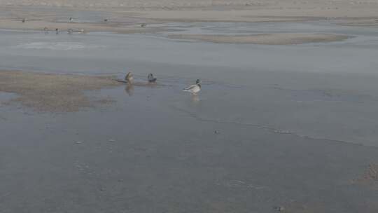 青海青海湖湖面 飞鸟航拍视频