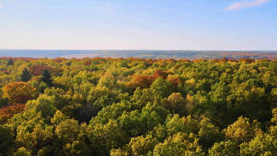 晴天秋林中黄色和橙色树冠的彩色树林野生景