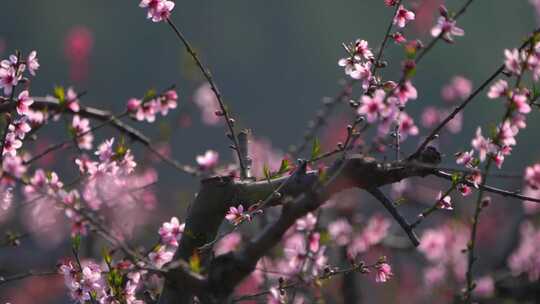 春天桃花盛开