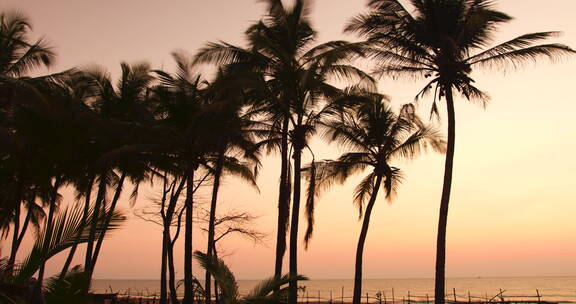 日落海边椰子树剪影延时