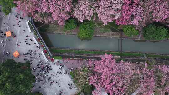 中国广东省广州市从化区华软异木棉