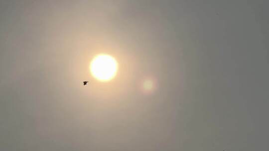 飞鸟掠过太阳天空景象