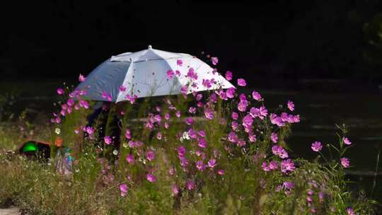 露营湖边花草花朵