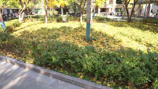户外绿植特写