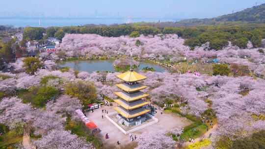 航拍武汉春天樱花季东湖樱园盛开樱花