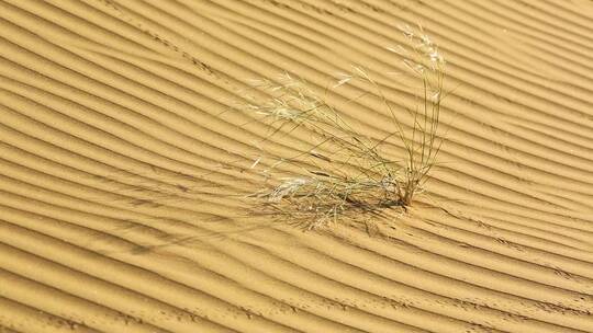 特写沙漠中随风摆动的野草视频素材模板下载