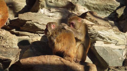 【镜头合集】猴山猴子抱在一起取暖抓虱子