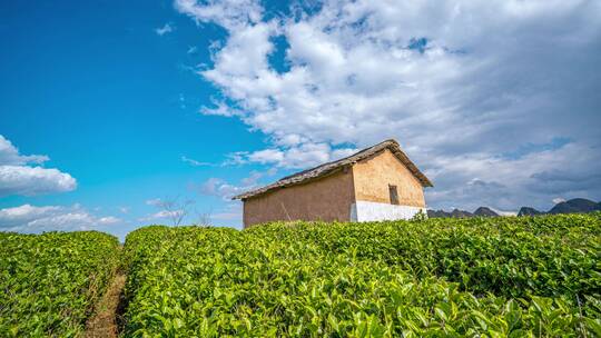 8K延时春茶茶山小屋