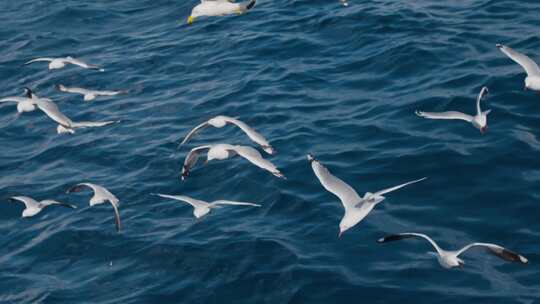 海面上飞翔的海鸥。