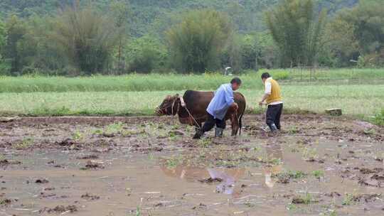 农民牵牛耕地的春耕景象